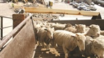 Live sheep ban saga sparks Labor government takedown plan