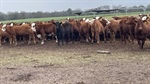Why US cattle producers are feeding future breeding heifers