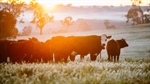 Where the most expensive cattle, beef paddocks and steaks call home