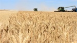 Value for money: Australia's best value wheat regions officially named