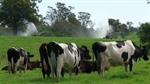 Cow database key to longer lasting cows