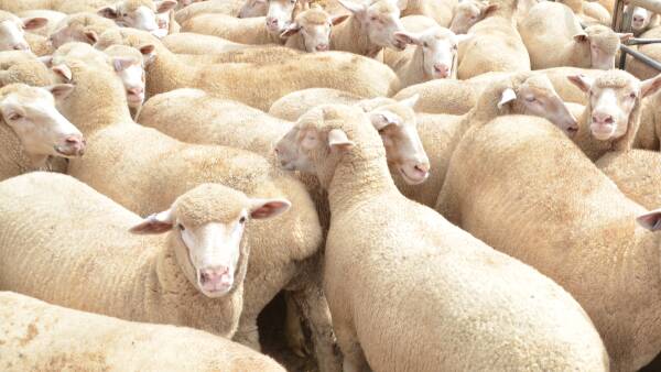 Summer rain, lamb eaters and exports revive farm price index