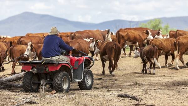 Cattle herd size to ease slightly, MLA's first projections for 2024 say