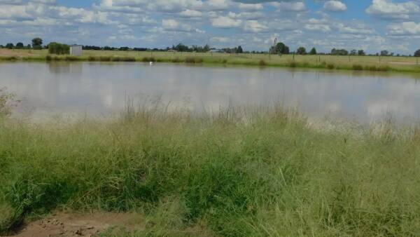 Western Downs farming, grazing country makes $1720/acre at auction