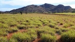 Authorities weigh the cost of declaring buffel grass a weed