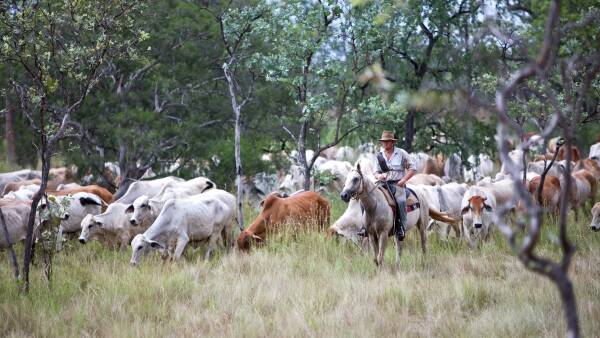 How CPC halved the age of the cattle it turns off and why Wagyu is involved