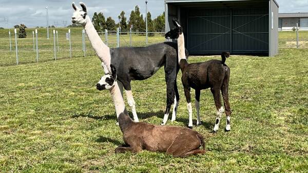 No prob-Llama - new camelids arrive in the country to boost local herd