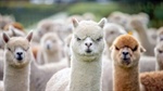 Australian alpaca industry growth plans