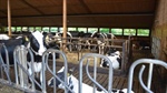 NW European dairy companies under pressure as milk production slows
