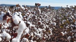 Corporate regulator sounds alarm on cotton takeover battle