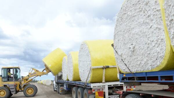 Namoi Cotton urges shareholders to sell to Olam