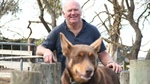 Shearing and sheepdog demos educate Kangaroo Island visitors about wool industry