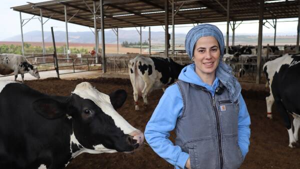 Israeli project looks at how to keep cows and calves together on dairy farms