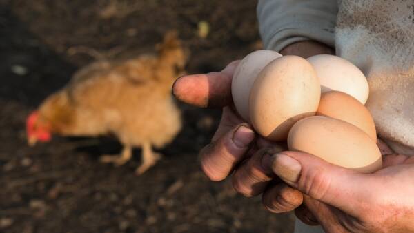 Two carton limit on egg sales as avian flu outbreak worsens