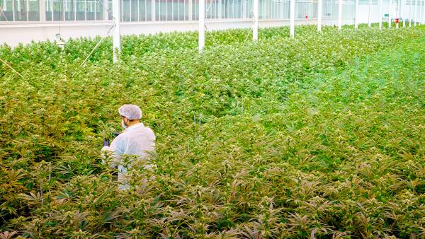 High hopes for struggling cannabis company trading again on ASX