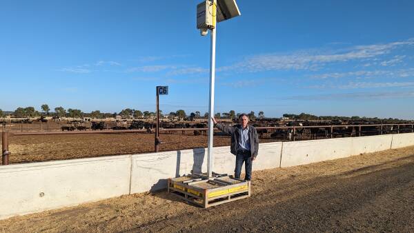 Can training artificial intelligence to track feedlot cattle improve welfare?