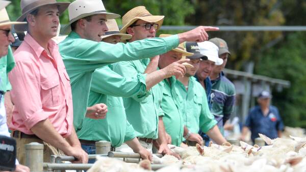 Scanned in lamb ewe prices bump upwards as mutton market makes gains