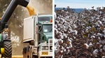 Corporate farmers trade massive NSW grain property for NT's cotton dream
