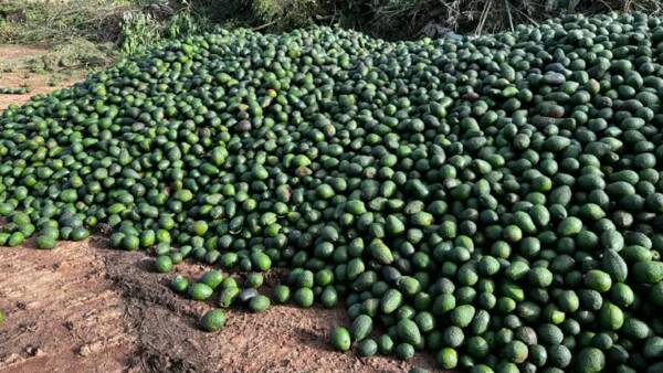 Increasing export demand helps ease massive avocado oversupply pain