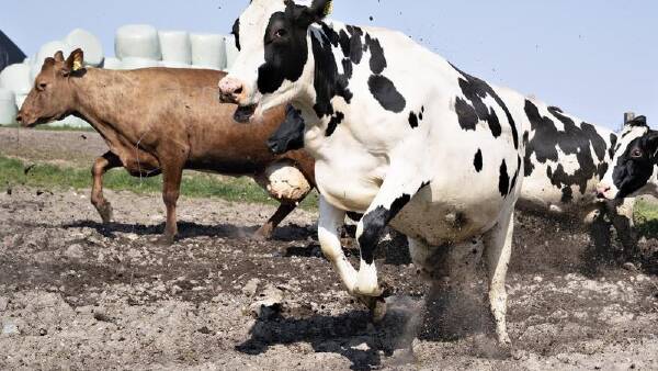 Gassy cows and pigs to face carbon tax in Denmark