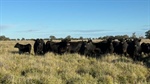 Coonamble's grassed up Sandhurst ready for 600 cows and calves | Video
