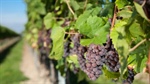 Wine supply strong despite small vintage, growers battle low demand