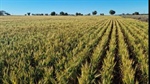 Glenkerry Aggregation offered with quality wheat and barley crops