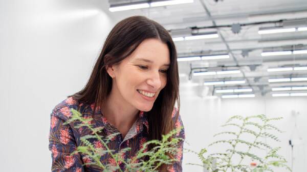 Chickpea research starts to heat up