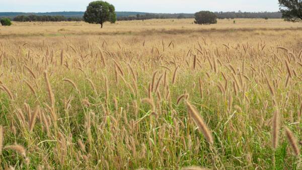 Fully developed Central Queensland softwood scrub country heads to auction