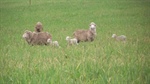 How grazing on oats can impact ewe and lamb survival