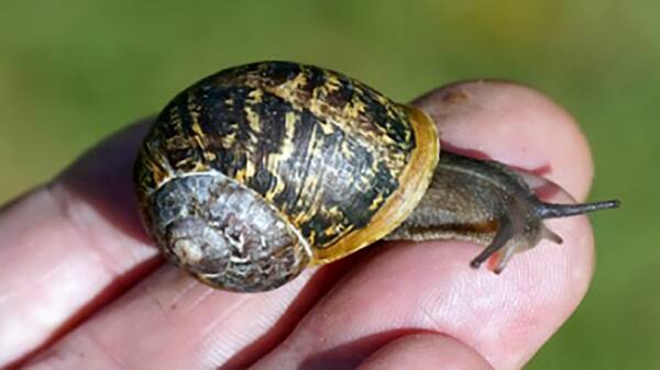 Snail farmers want to import bigger 'stock' to beef up their product