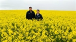 Herbicide options with new BASF canola lines