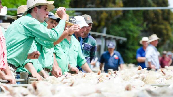 Quality key in winter sheepmeat market