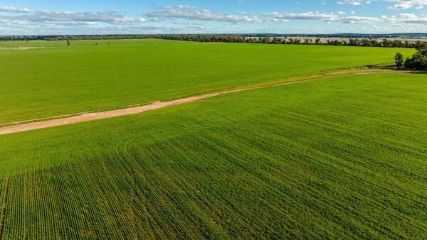 Mixed farming property Grassmere being offered with 710ha of winter crop