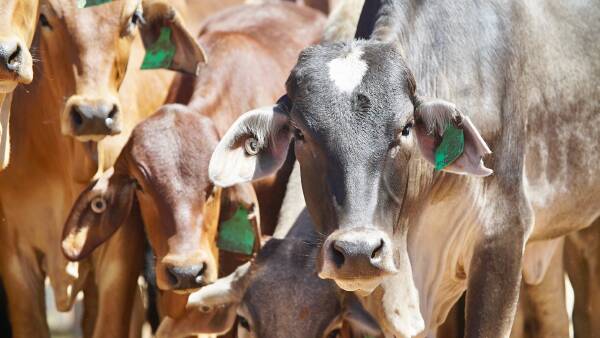 Indo inquiry sporadic, Vietnam hotter; live cattle prices holding up