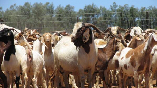 Goat production set to smash records again amid price pain