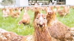 Confidence in egg industry remains high despite avian flu outbreak