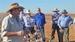 New questions over plans to irrigate cotton crops in the NT