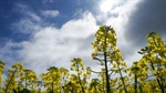 Canola production to fall 7pc year on year