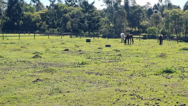 Australia's fire ant problem as big as Texas