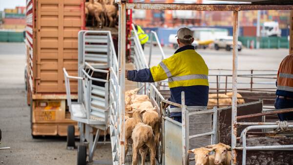 What do Australians really think about the live sheep export ban? | Survey