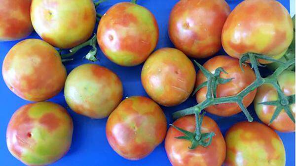 Another SA business hit with tomato virus confirmation