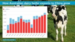 Prospects dim for dairy heifer exports to China, new report warns