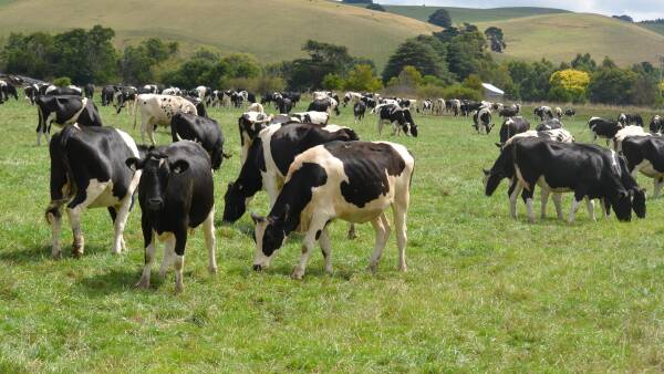 Use data to make the right dairy breeding decisions in tough seasons