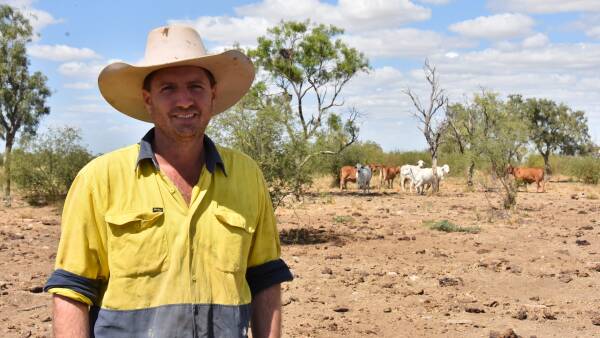 Nutrition and EBVs a dynamic duo for Julia Creek breeding efficiency