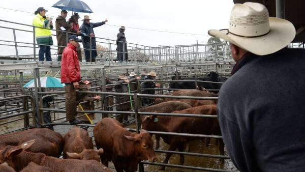 Rising beef, sheep markets and falling rain help revive farmer confidence