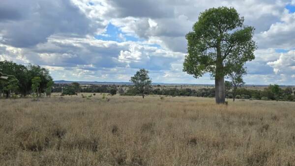 Maranoa cattle property to run 300 breeders and exceptional homestead