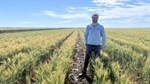 Cereal covers central to a soil focus on the eastern Darling Downs