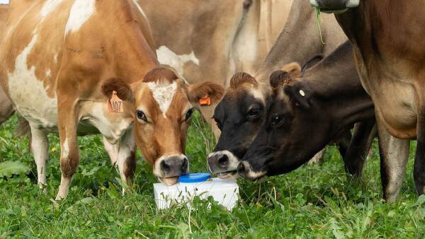 WA dairy latest to join milk on tap revolution - and it's udderly good