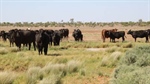 Here's your opportunity to secure 100,000 acres of rangeland cattle country